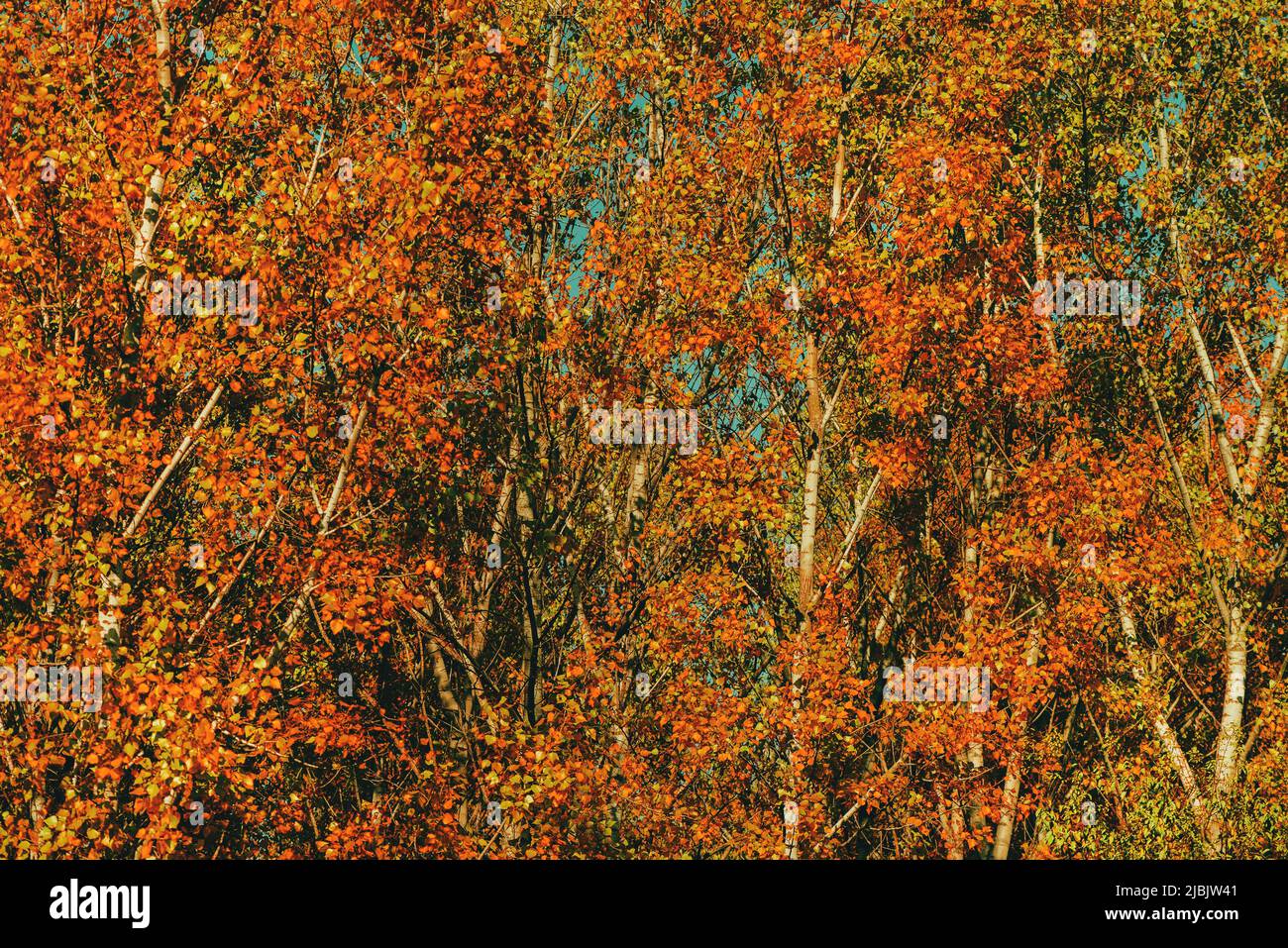 Saison d'automne et beauté dans la nature, beau paysage de forêt de peupliers en octobre, feuilles d'orange sur les grands arbres Banque D'Images