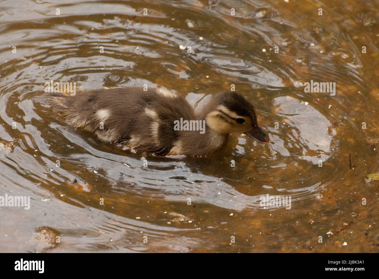 Fraise Hill Pond Epping Forest Essex, Angleterre Royaume-Uni Europe Banque D'Images