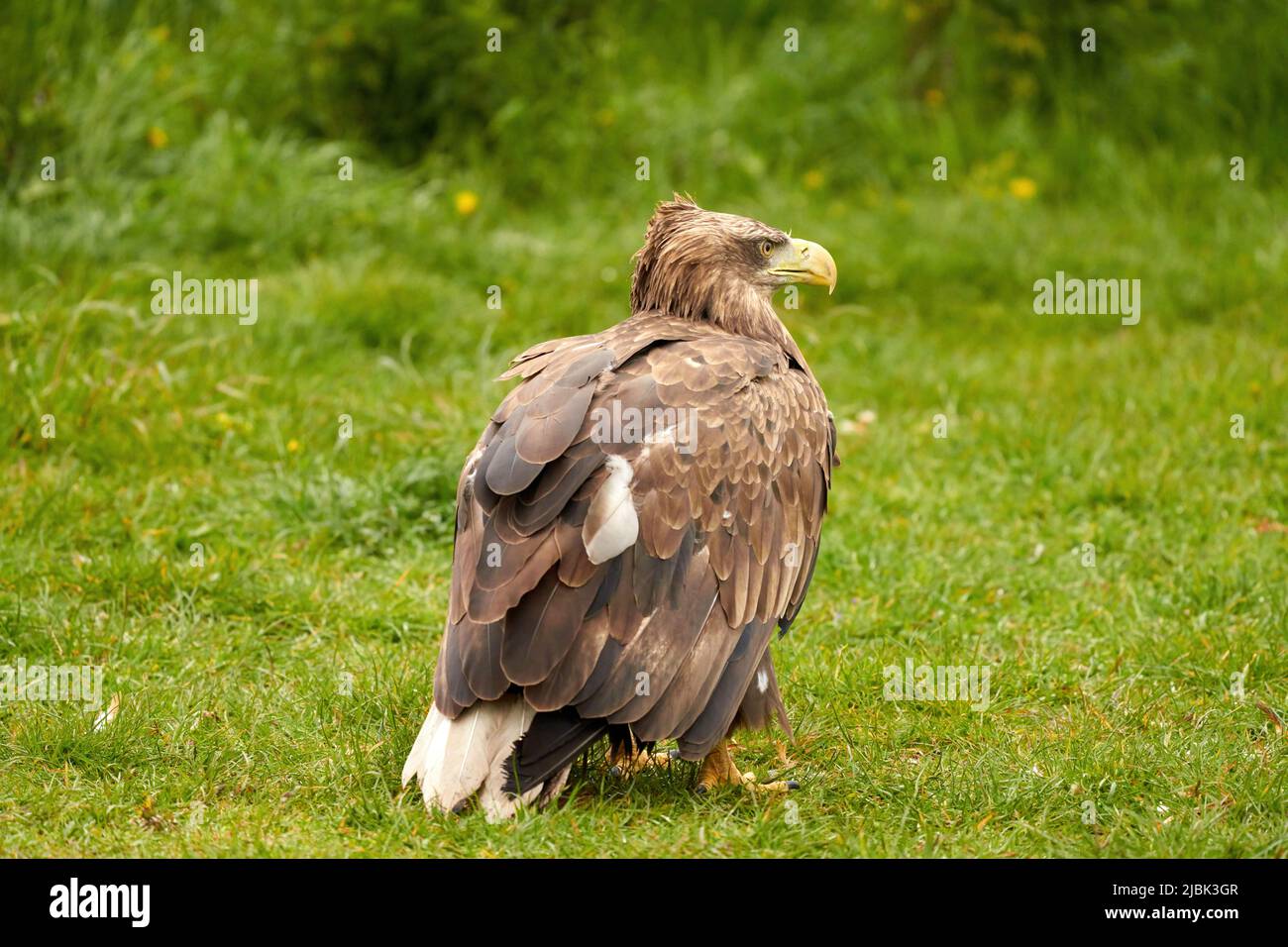 Un aigle à tête blanche détaillé, un bec jaune. L'oiseau est dans l'herbe. Allert, marron, vue latérale, griffes Banque D'Images