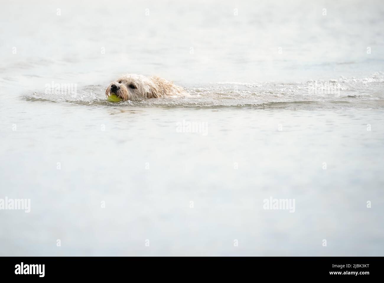Le chien blanc de Labradoodle joue dans un lac. Le chien blanc nage dans l'eau. Boule jaune dans sa bouche, tête de chien juste au-dessus de l'eau Banque D'Images