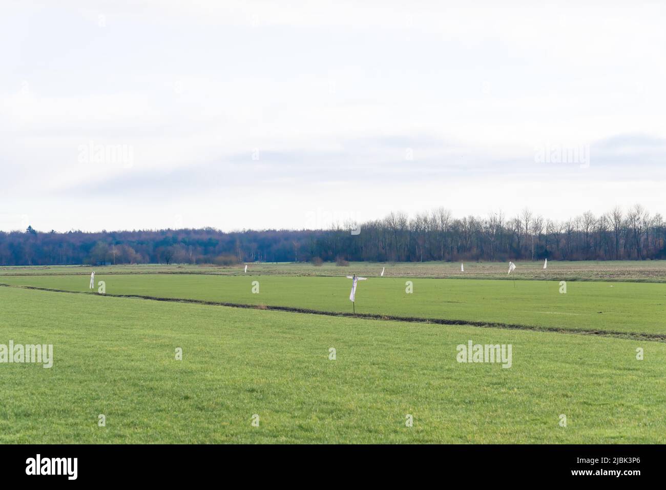 Un groupe de fracas en plastique blanc au milieu d'un champ herbacé, pâturage, avec un fond d'arbres. Agriculteurs et jardiniers Banque D'Images