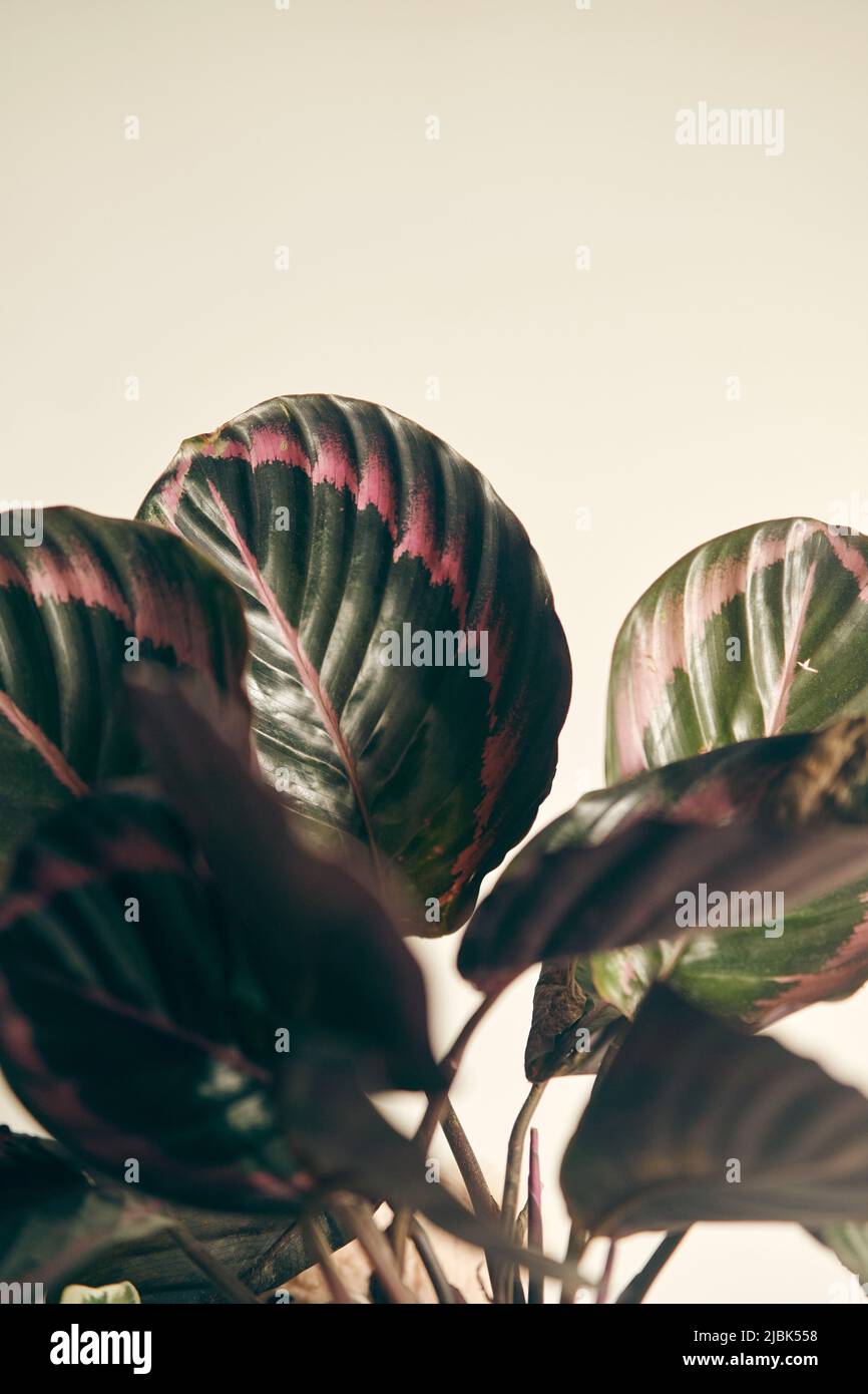 Bush a levé le médaillon de calathea dans un pot sur une étagère Banque D'Images