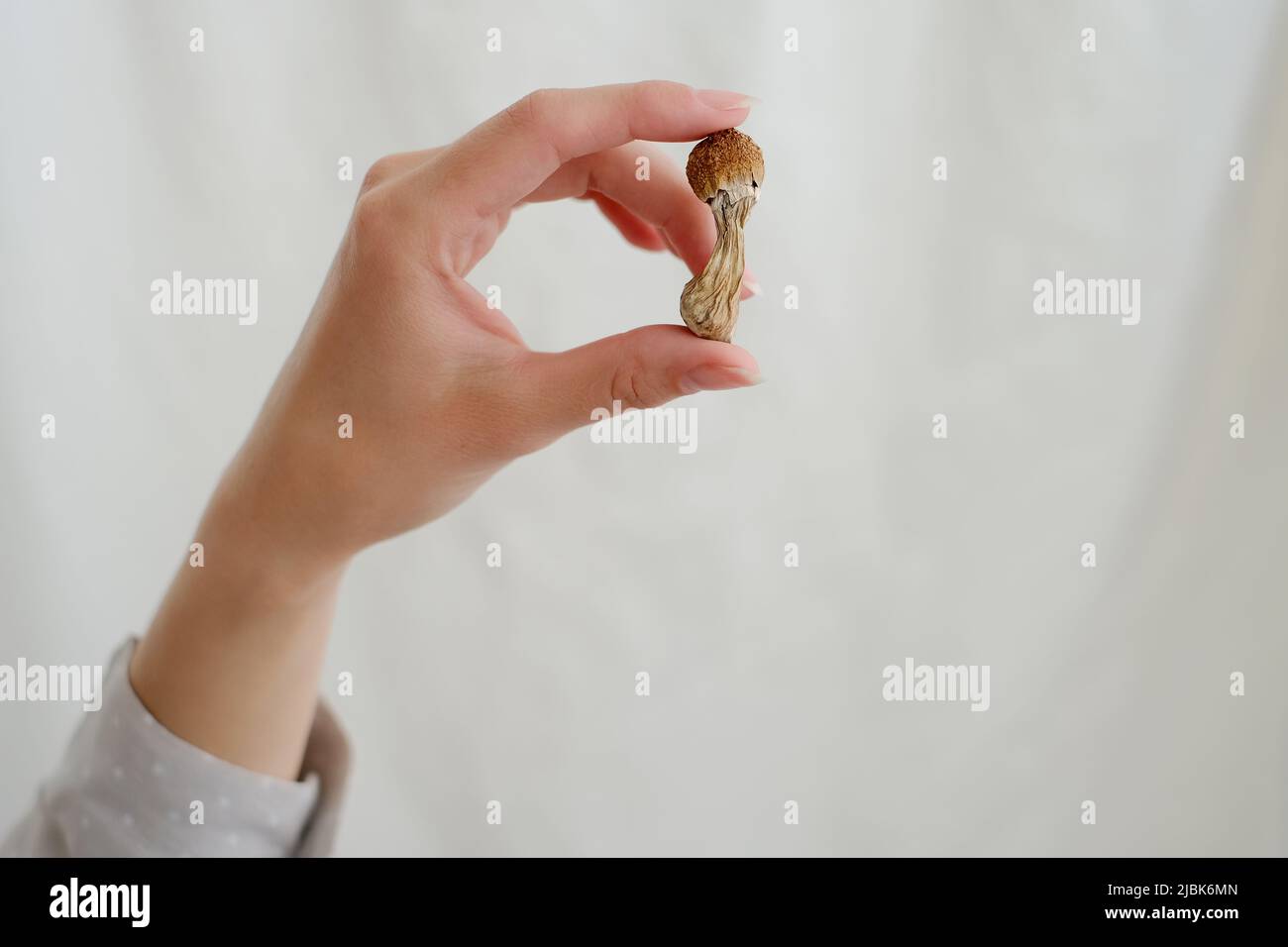 Psilocybine champignon dans la main de la femme sur fond gris. Voyage aux champignons magiques psychédéliques. Usage médical. Concept de microdosage. Psilocybe cubensis Banque D'Images
