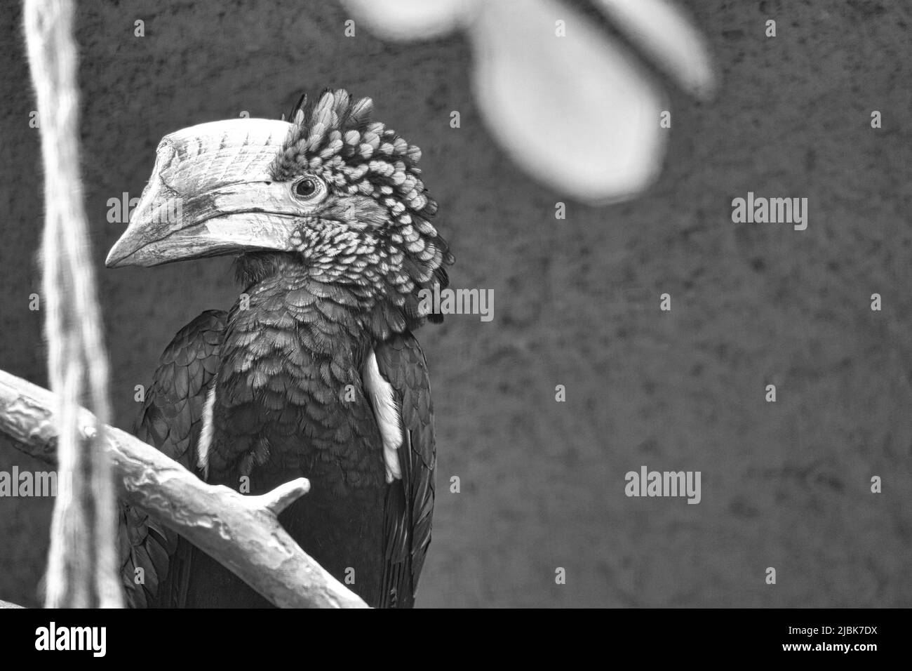 Pavillon noir et blanc à joues argentées, sur une branche. Plumage coloré. Grand bec d'un oiseau australien. Photo d'animal Banque D'Images