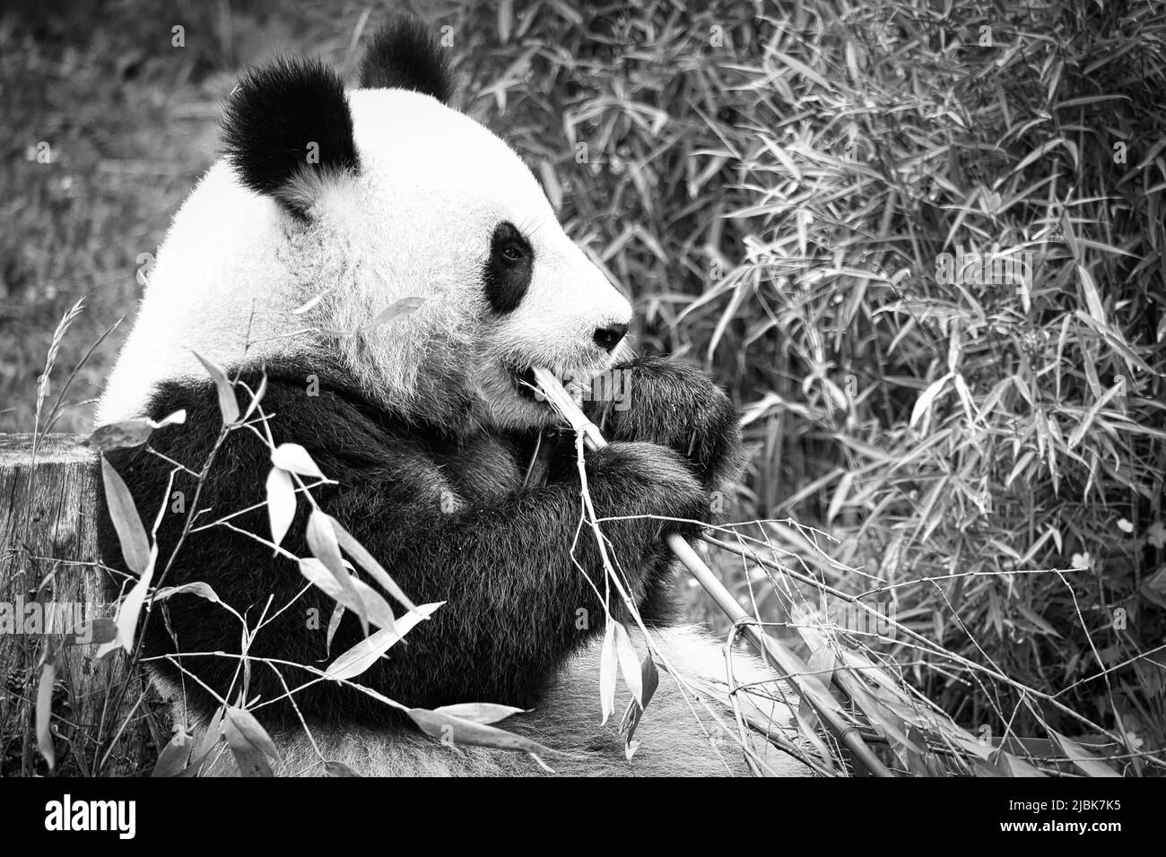 grand panda en noir et blanc, assis mangeant du bambou. Espèces en voie de disparition. Un mammifère noir et blanc qui ressemble à un ours en peluche. Photo profonde d'un bea rare Banque D'Images grand panda en noir et blanc, assis mangeant du bambou. Espèces en voie de disparition. Un mammifère noir et blanc qui ressemble à un ours en peluche. Photo profonde d'un bea rare Banque D'Images