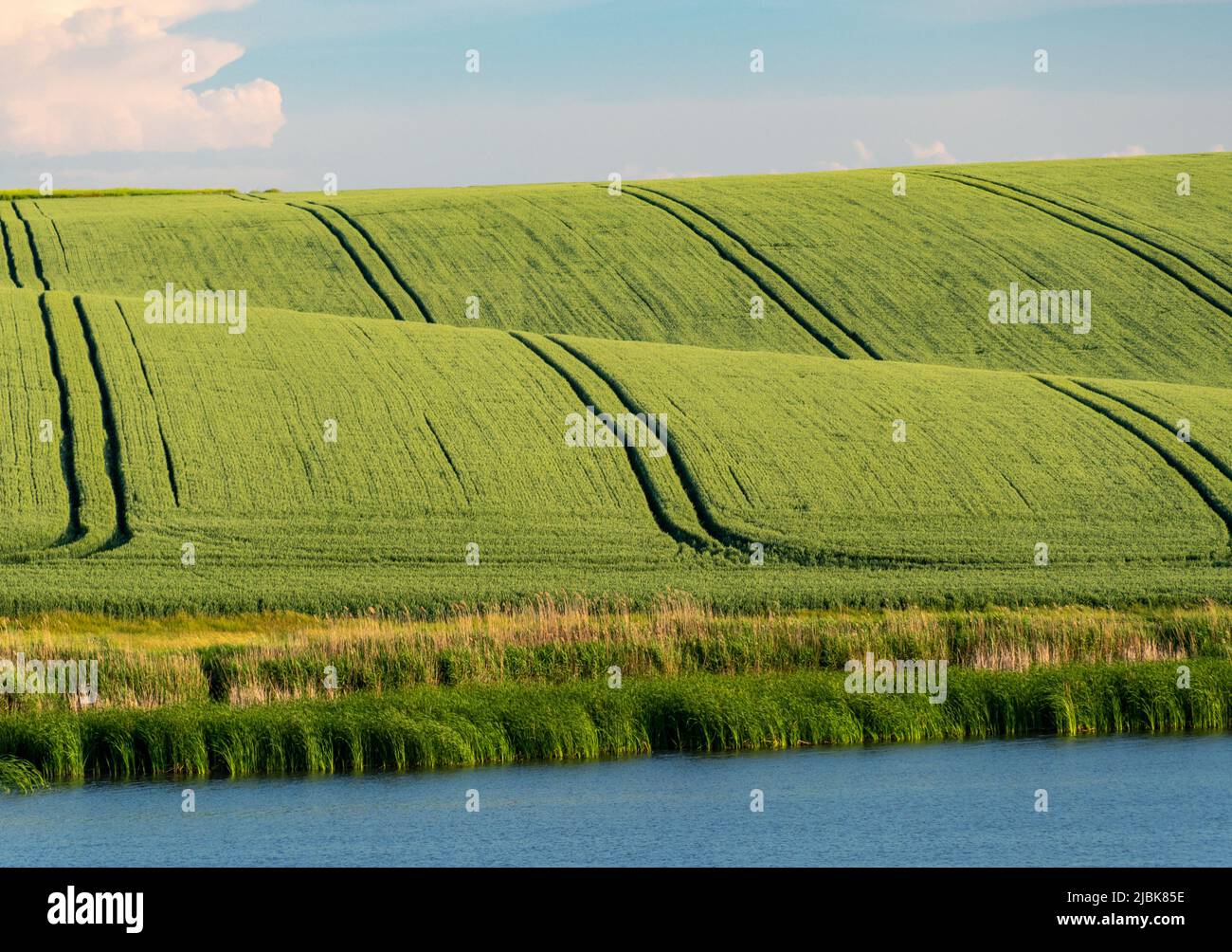 paysage agricole de printemps Banque D'Images