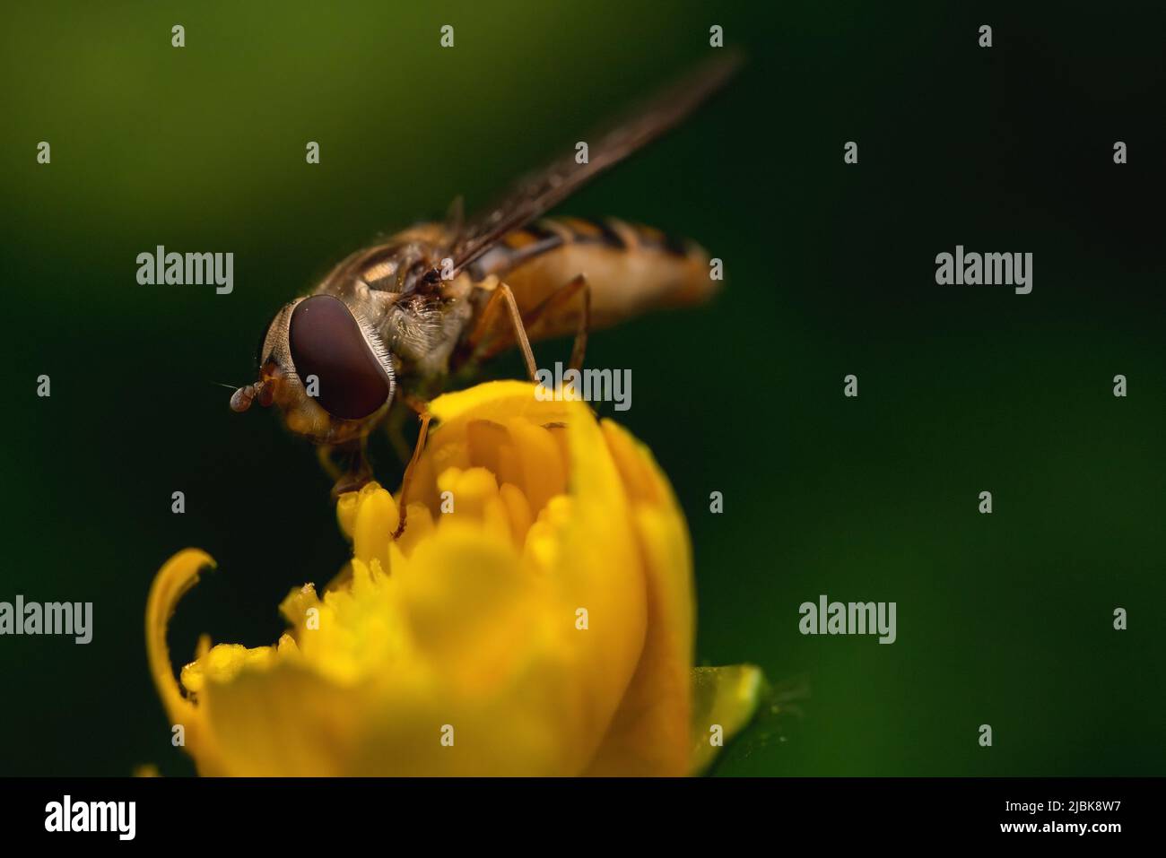 Une abeille recueille du pollen sur une fleur jaune. Banque D'Images