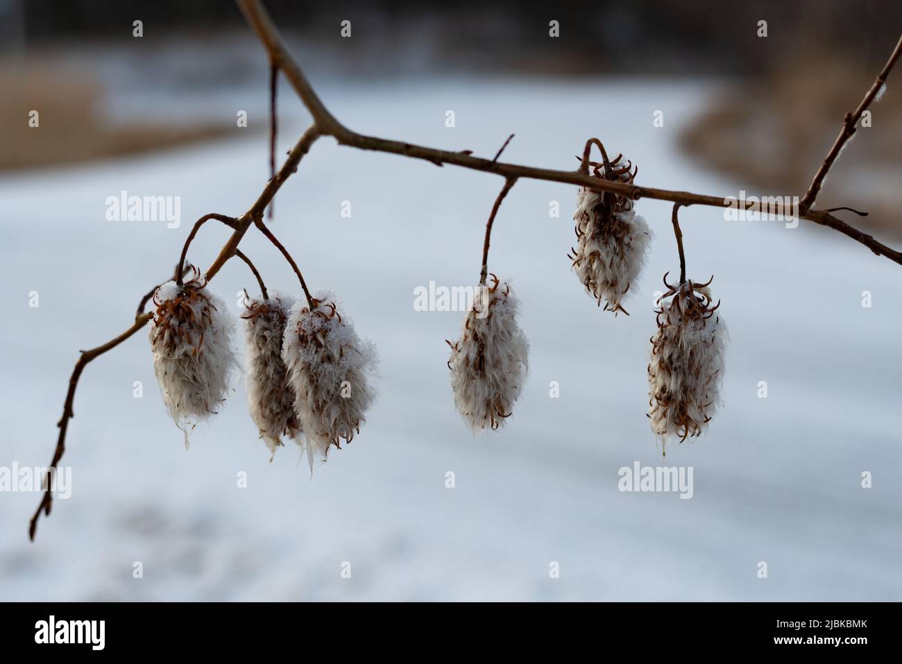 Les capsules de graines inhabituelles de Salix pentandra, saule de baie. Ceux-ci apparaissent en hiver et donne beaucoup de caractère et d'intérêt à ce moment. Banque D'Images
