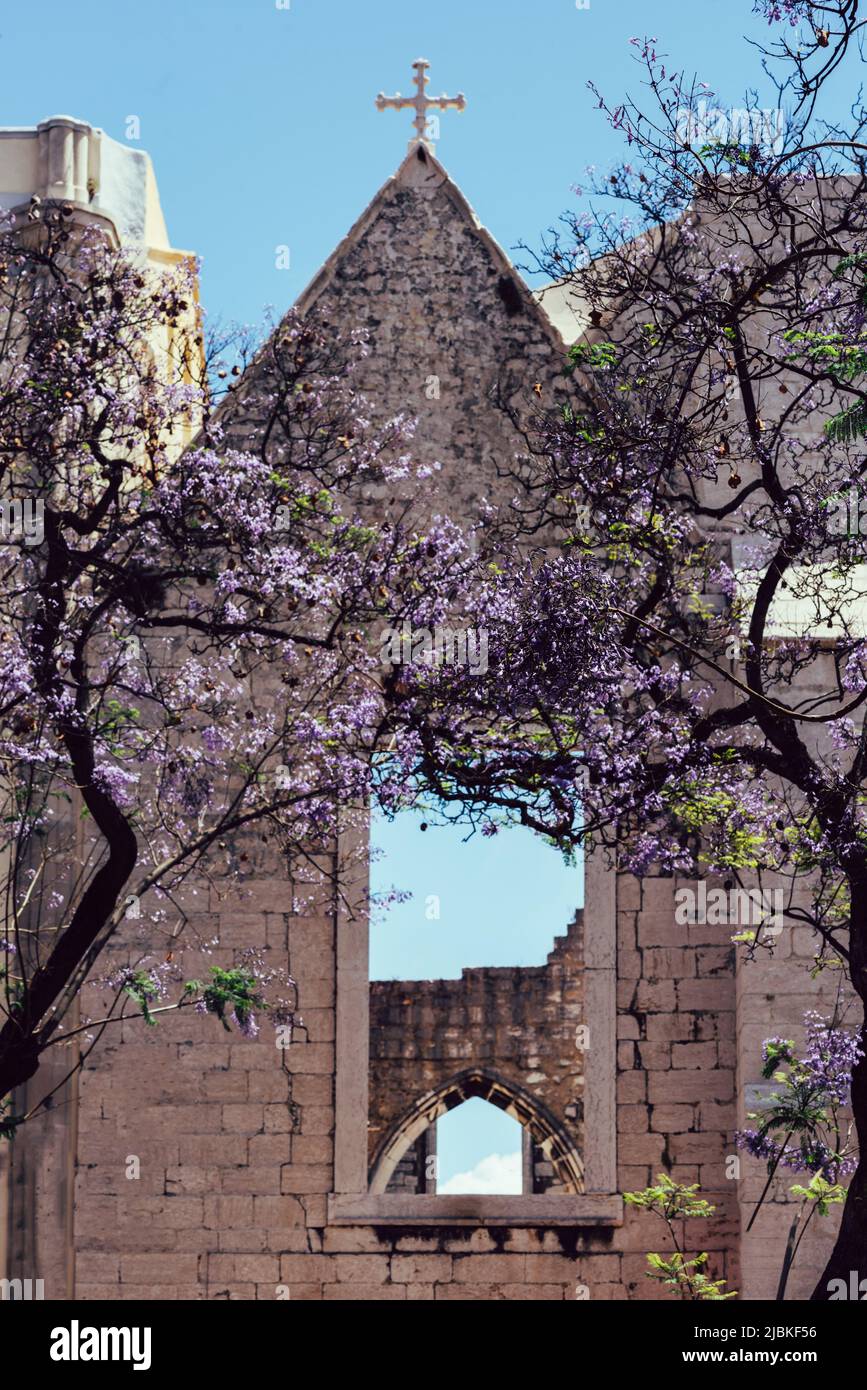 Arbre violet de jacaranda devant l'église Carmo à Lisbonne, Portugal Banque D'Images