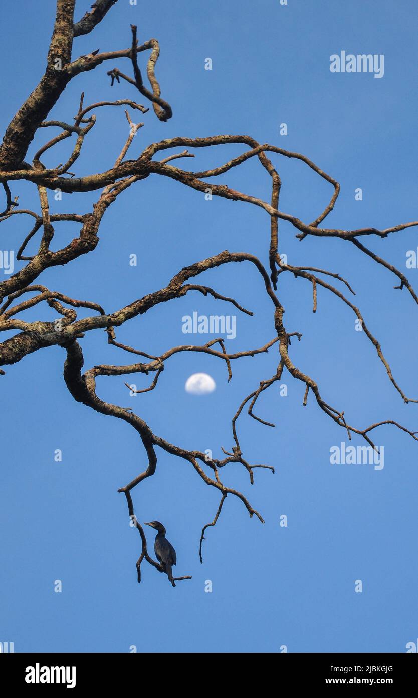 Nature Modèle Banque D'Images