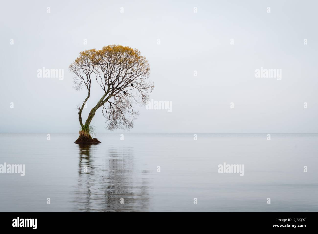 Des oiseaux flottant des ailes sur un arbre d'automne dans le lac Taupo. Image capturée à l'aide de la vitesse d'obturation lente pour un flou de mouvement. Banque D'Images