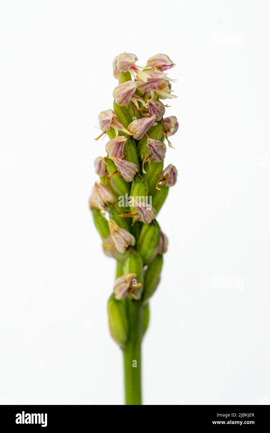 Neotinea maculata est une espèce d'orchidées appartenant au genre Neotinea de la sous-famille des Orchidoideae de la famille des Orchidaceae Banque D'Images