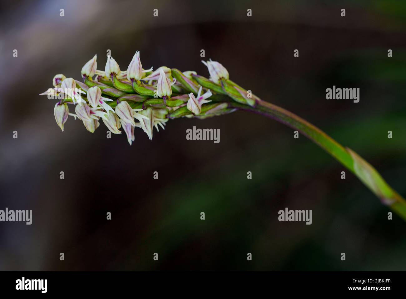 Neotinea maculata est une espèce d'orchidées appartenant au genre Neotinea de la sous-famille des Orchidoideae de la famille des Orchidaceae Banque D'Images