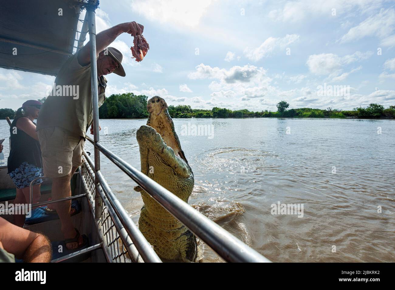 Guide tenant un morceau de viande pour un crocodile d'eau salée bondissant (Crocodylus porosus) lors d'une croisière de saut de crocodile sur la rivière Adelaide, dans le nord Banque D'Images