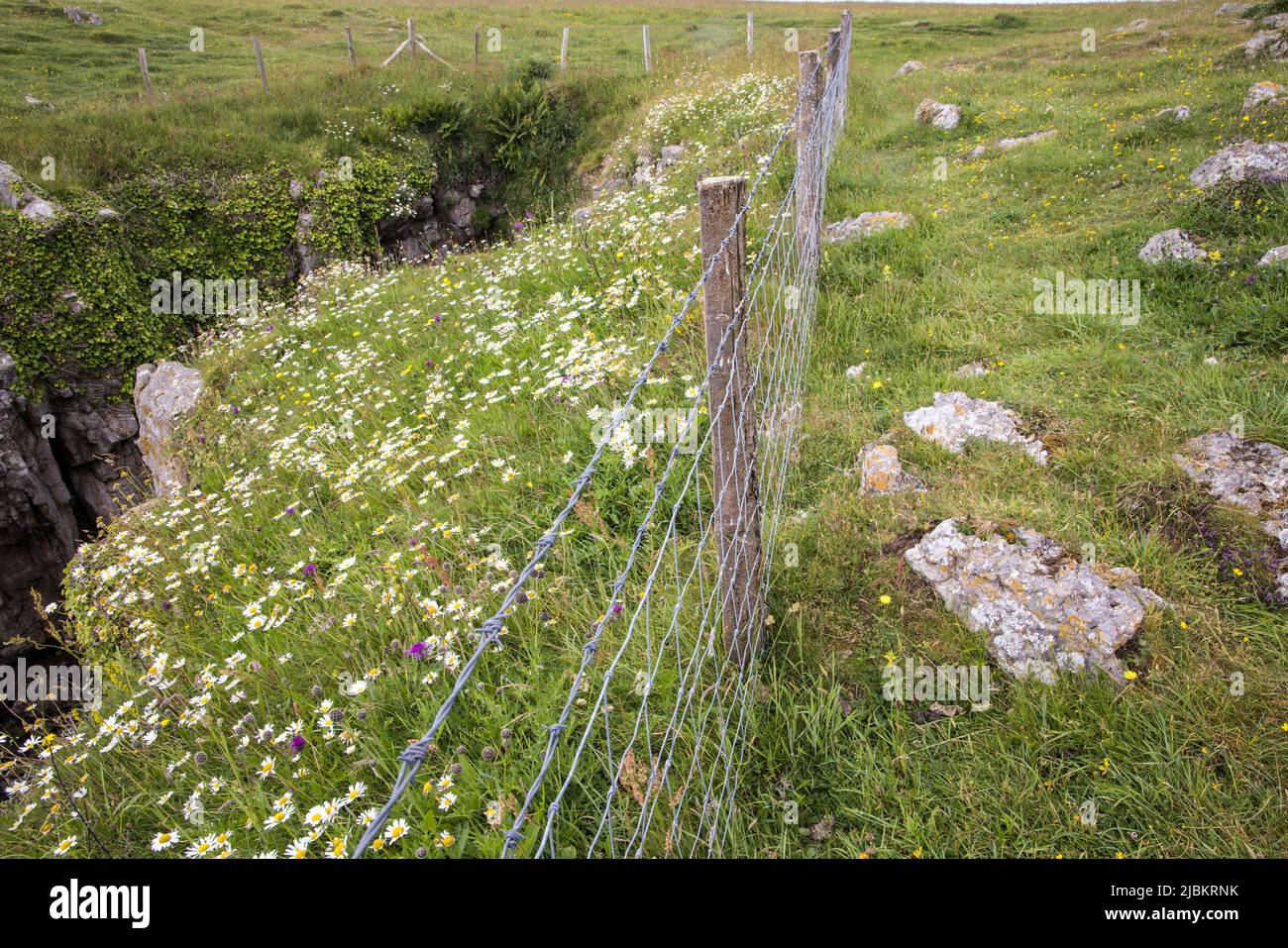 Clôture montrant des terres en forme de pâles et des terres non graisées avec des fleurs sur le sentier côtier de Pembrokeshire à Barafundle Bay, au pays de Galles, au Royaume-Uni Banque D'Images