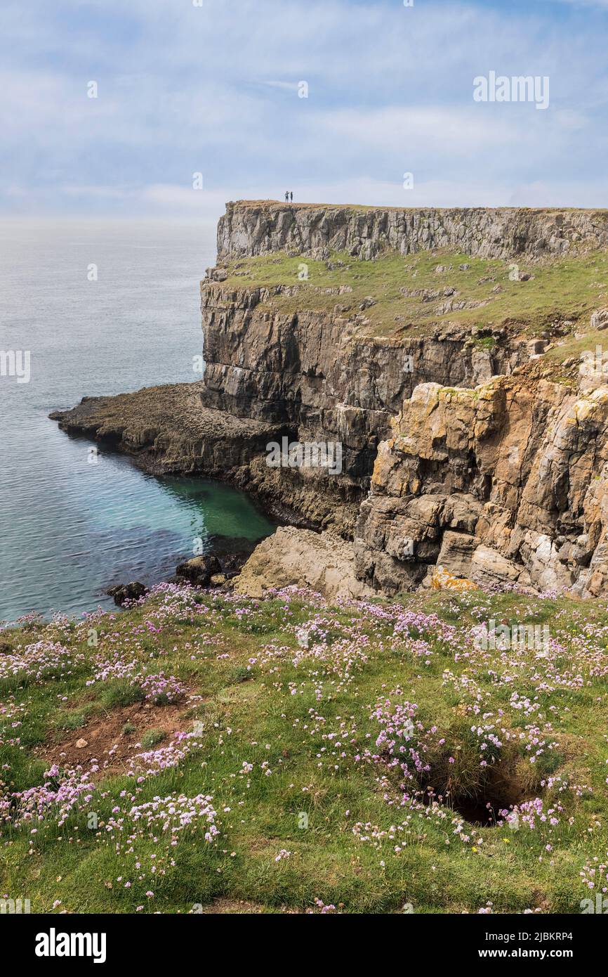 Thrift fleurit Armeria maritima sur les falaises côtières de la mer sur le chemin de la côte de Pembrokeshire près de Bosherston, pays de Galles, Royaume-Uni Banque D'Images