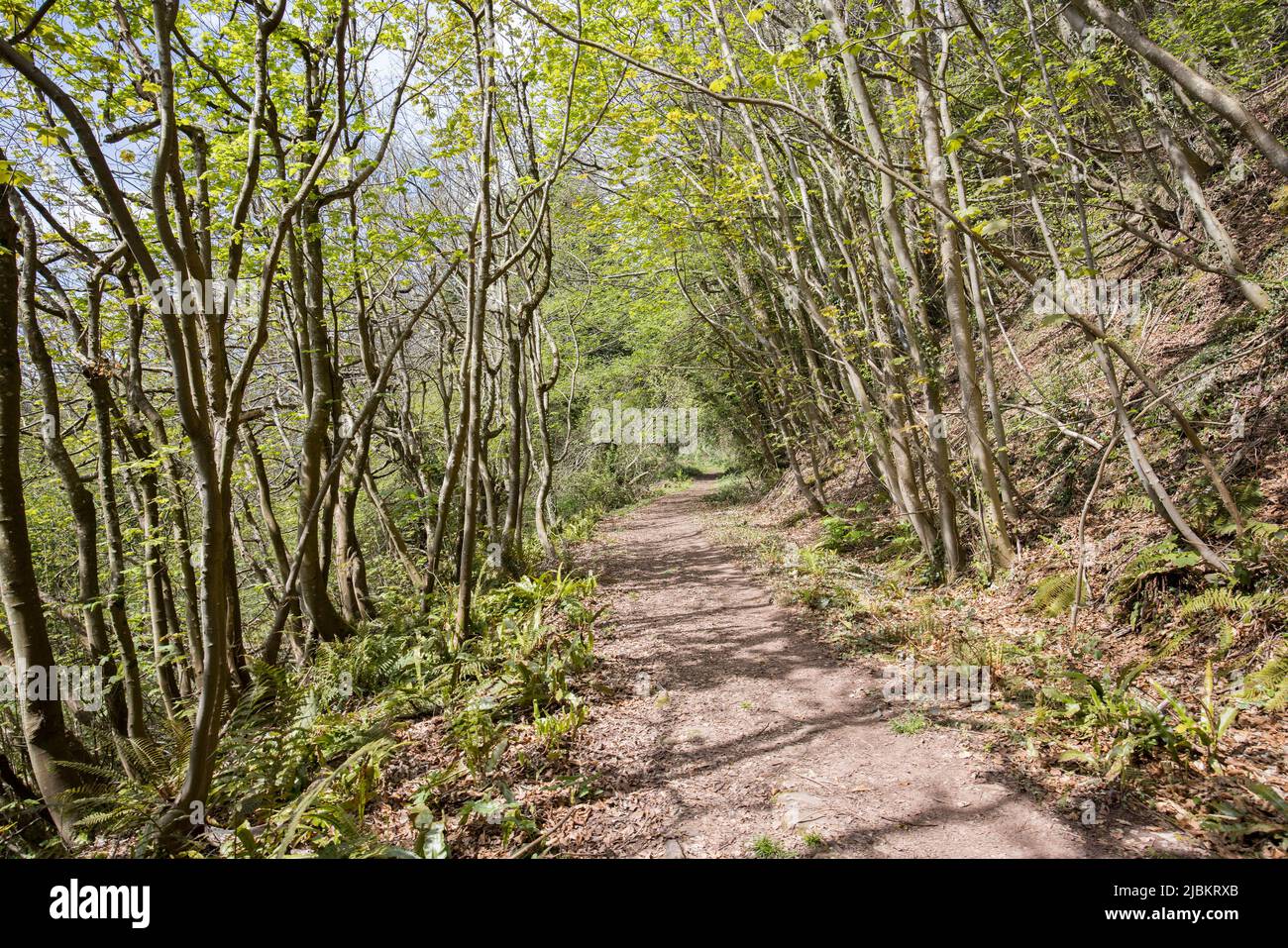 Piste ancienne le long de la pente inférieure du pain de sucre à y Graig, pays de Galles, Royaume-Uni Banque D'Images