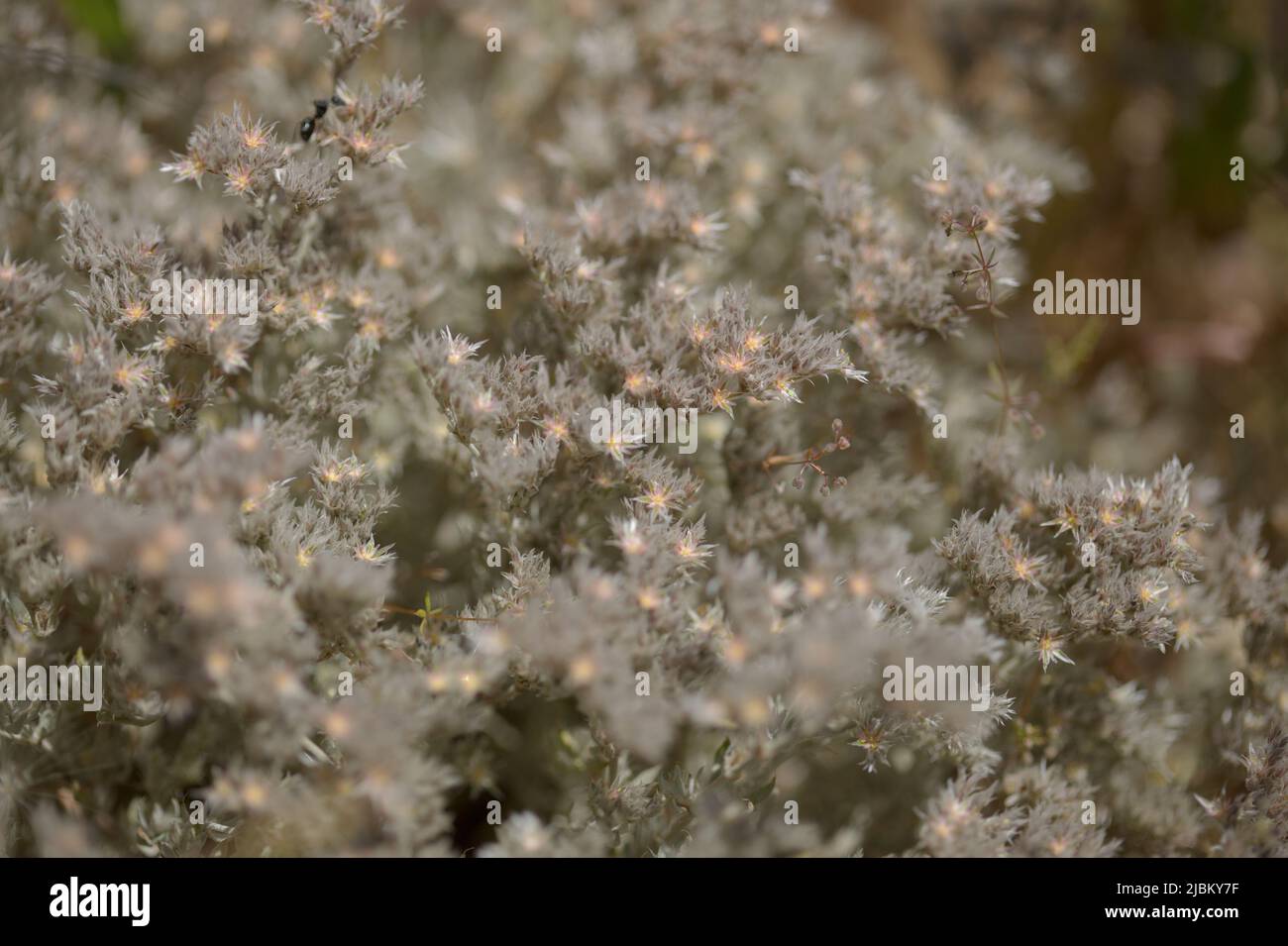 Flore de Gran Canaria - Polycarpaea plante avec de petites fleurs blanc-rose Banque D'Images