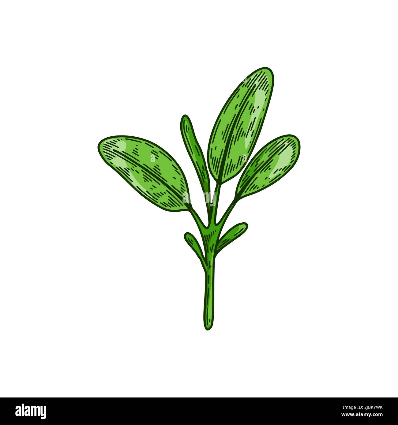 Branche de sauge dessinée à la main. Illustration vectorielle dans un style d'esquisse coloré Illustration de Vecteur