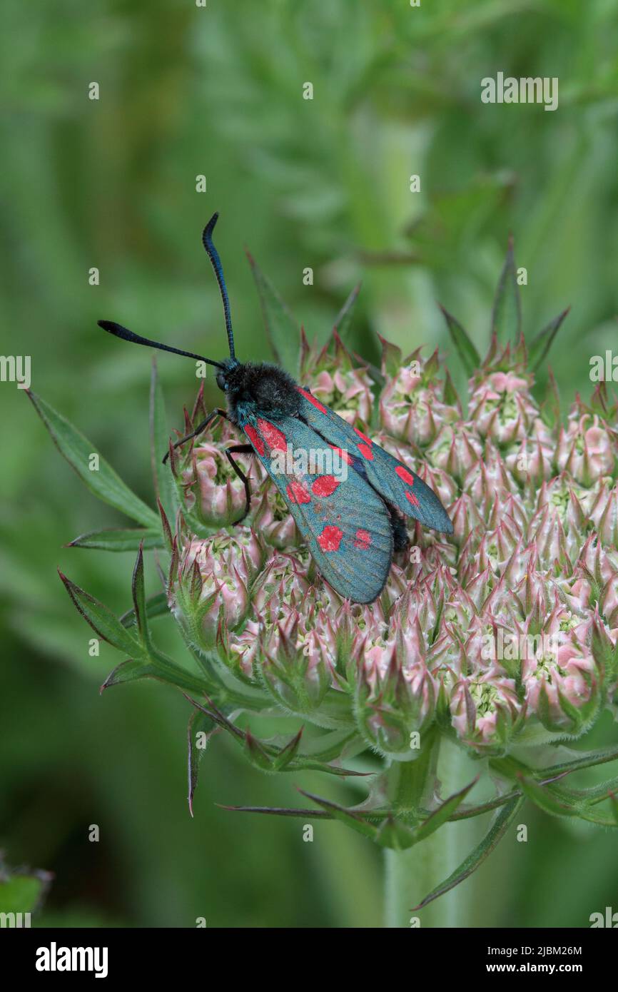 En juin, la teigne de burnett à Pedngwinian point sur le Lizard, dans l'ouest de Cornwall. Le papillon se trouvait sur des herbes au bord de la falaise, dans un endroit non grasé Banque D'Images