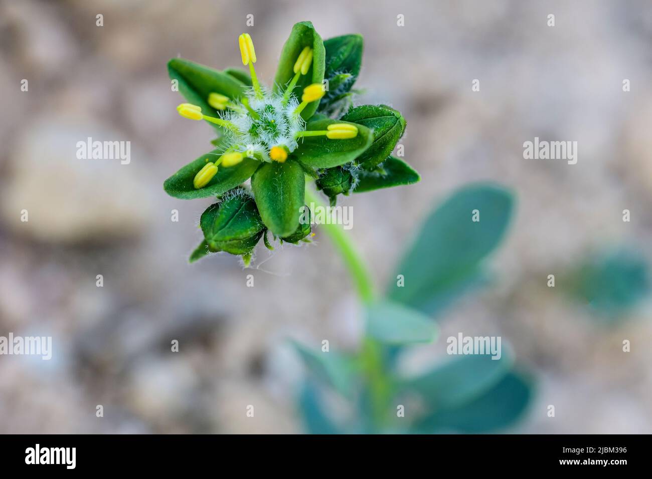 Endémisme Rudilla verde baza - Haplophyllum bastetanum Banque D'Images