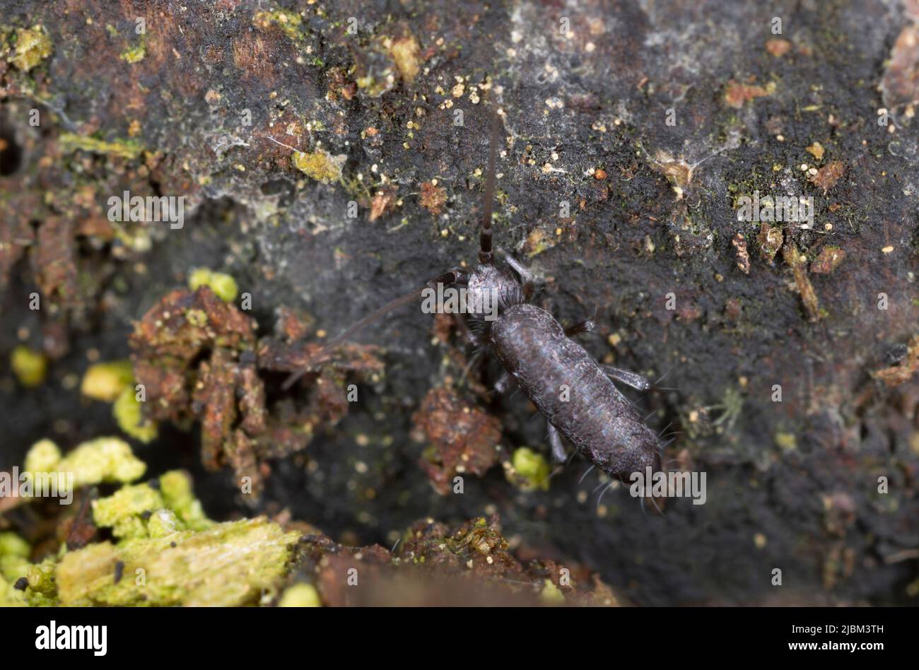 Springtail dans un environnement naturel Banque D'Images