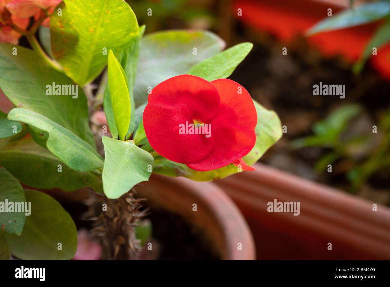 Gros plan d'une fleur rouge vif du Christ (Euphorbia milii), poussant dans un pot dans le jardin. Banque D'Images