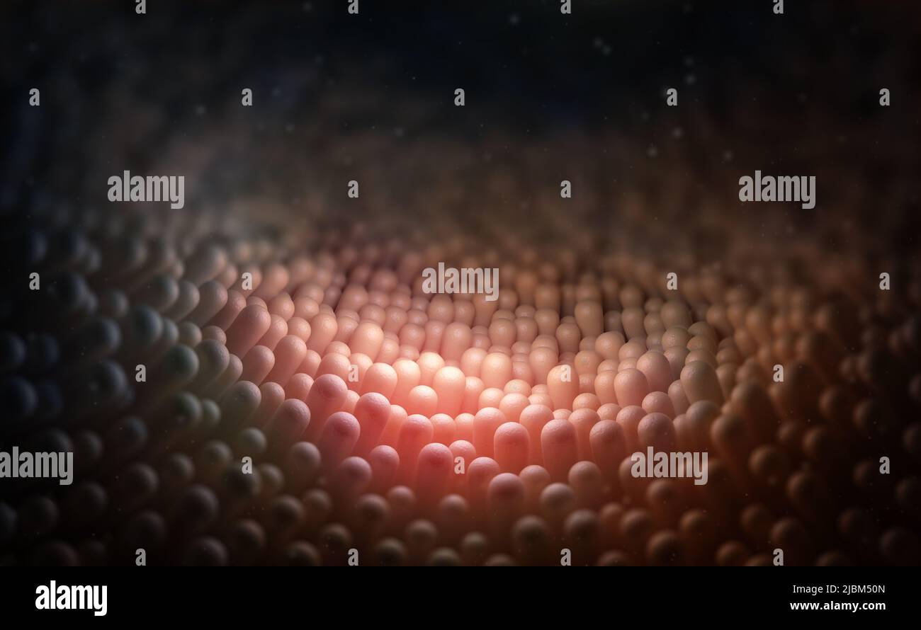 Intestins humains, muqueuses, villosités intestinales sous microscope 3D illustration Banque D'Images