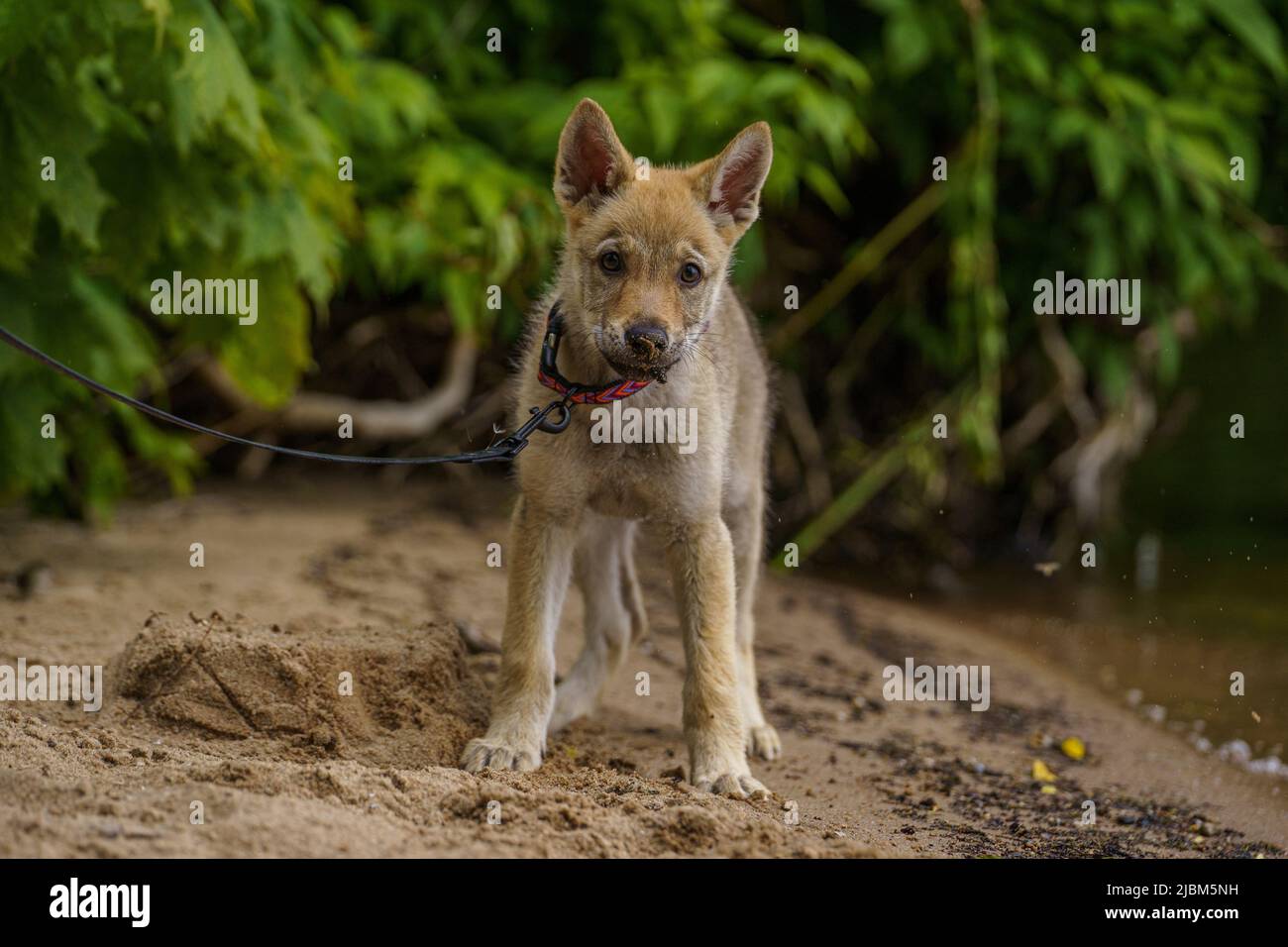 Adorable chiot jeune chien. Jeu de wolfdog tchécoslovaque. Petit chien de loup Banque D'Images