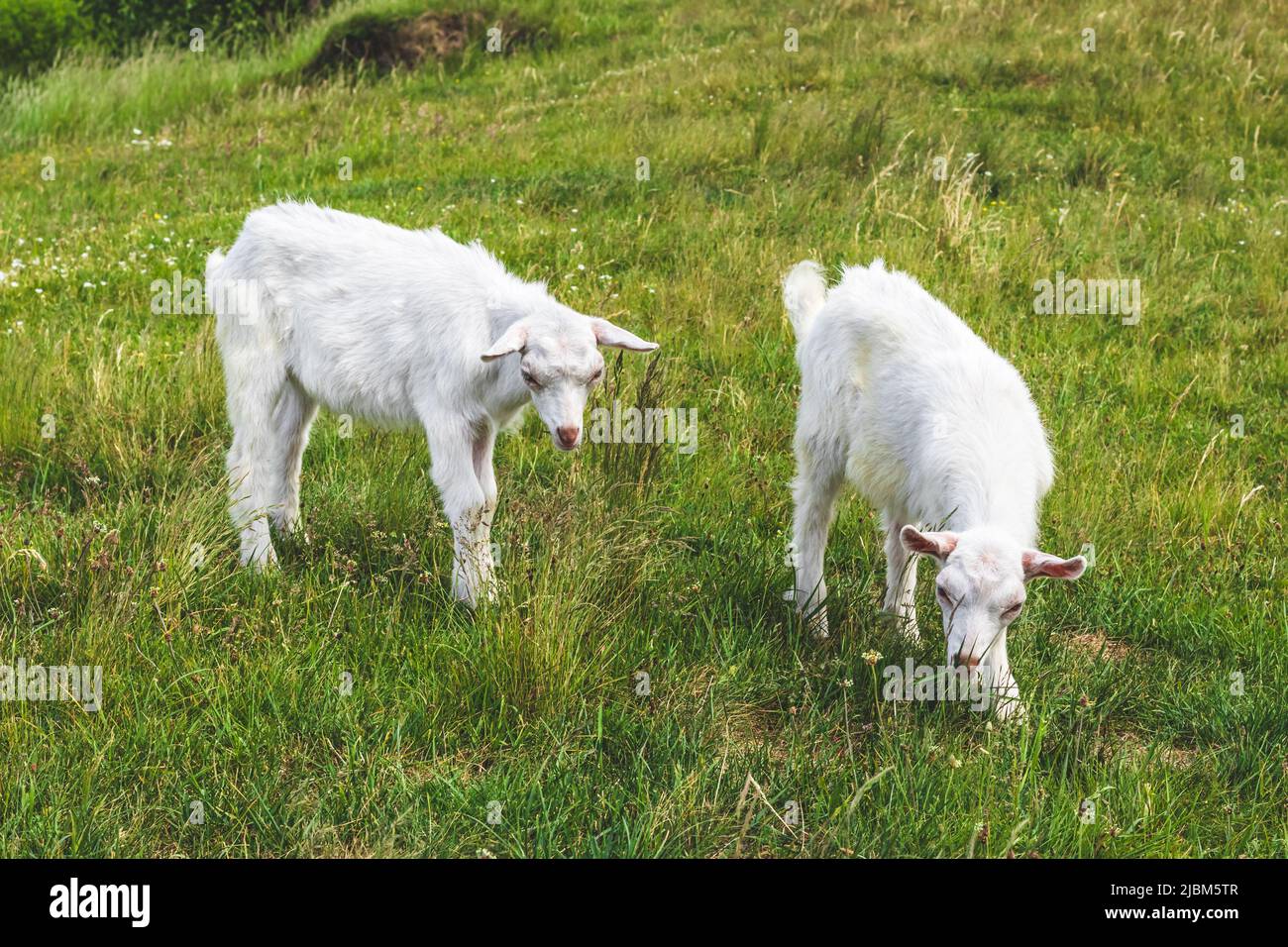 Deux enfants de chèvre blanc se brisent dans un pré vert en herbe. Concept d'agriculture. Paysage d'été, pâturage. Pâturage sur les prairies Banque D'Images