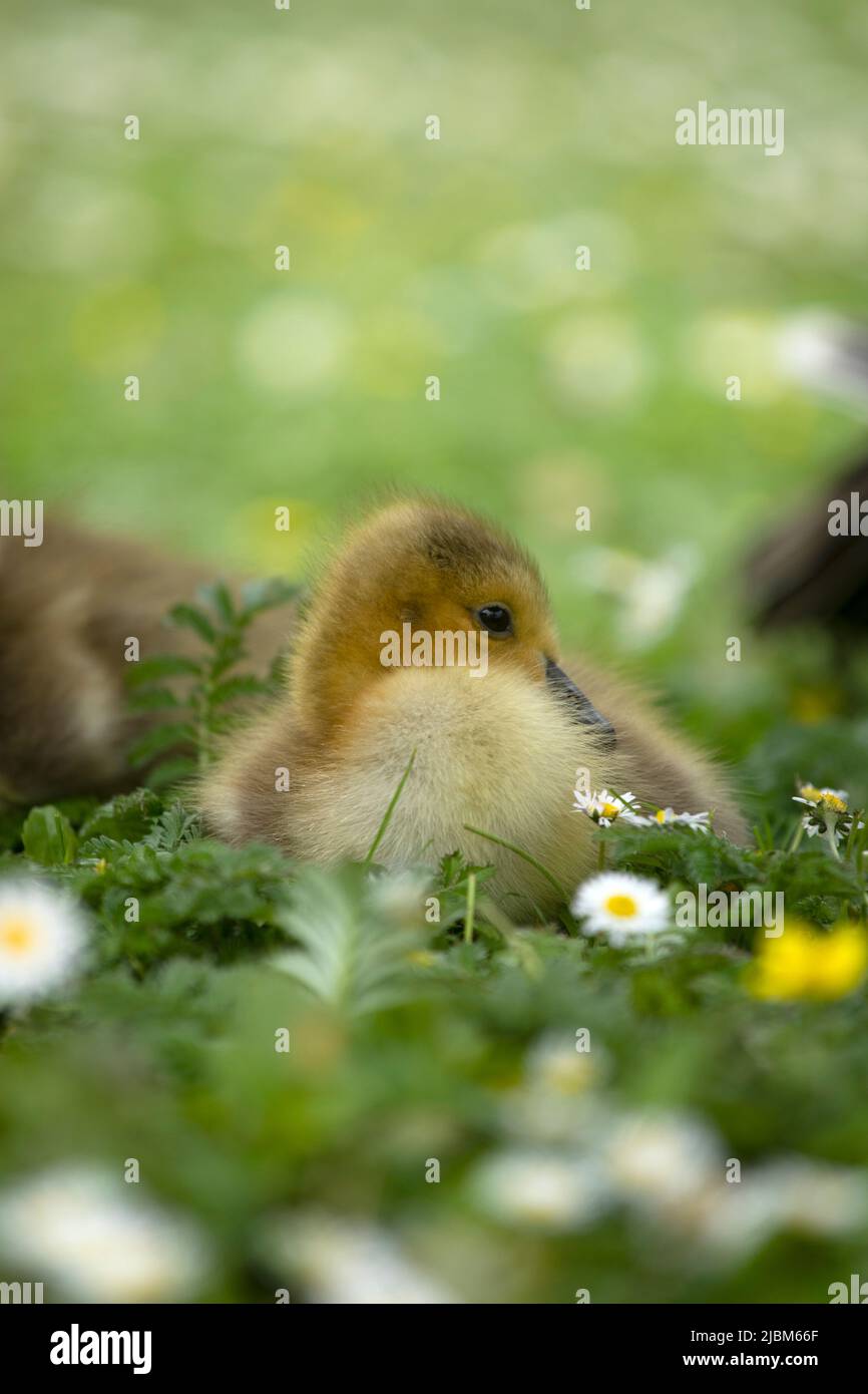 Jeune Gosling en fleurs Banque D'Images