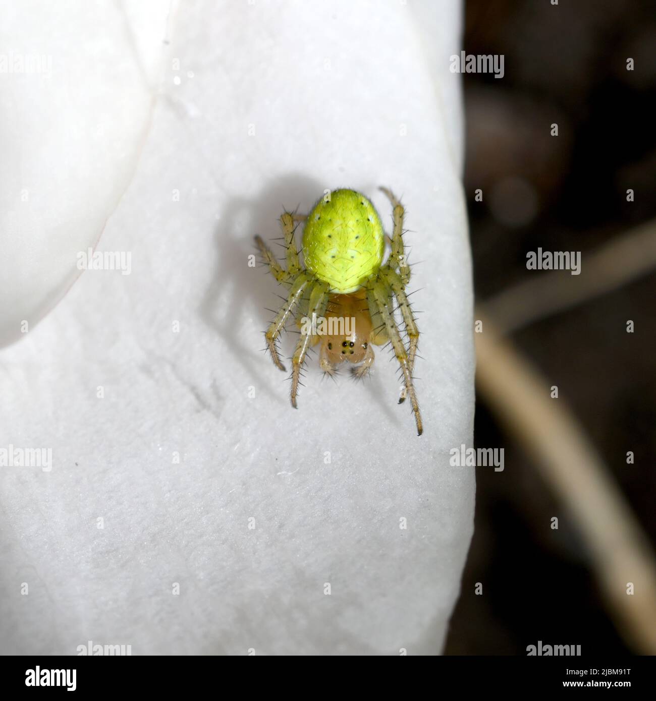 Une jeune araignée de jardin sur des pétales blancs s'appuie sur ses couleurs jaune vif offensives pour avertir des prédateurs. Banque D'Images