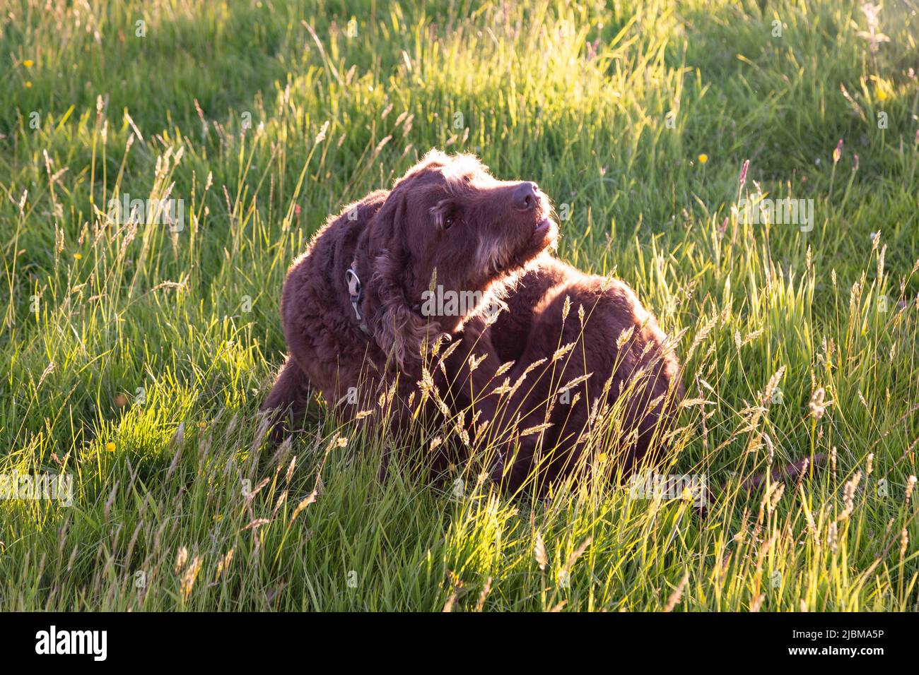 Chien brun de Labradoodle dans un pré, High Bickington, Devon, Angleterre, Royaume-Uni. Banque D'Images