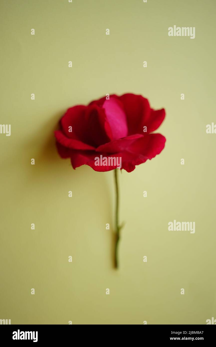 Fleur rose ouverte sur la table jaune, carte d'art. Banque D'Images