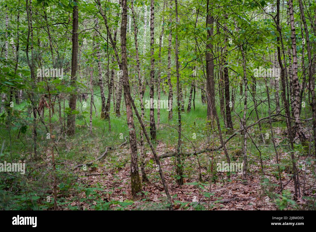 Forêt marécageuse à Brunssummerheide, réserve naturelle, Limbourg, pays-Bas. Banque D'Images