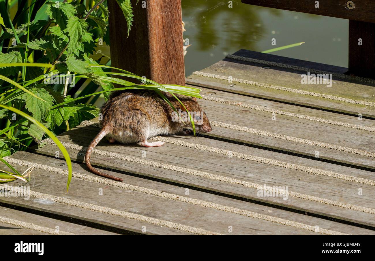 Rat brun (Rattus norvegicus) à la recherche de nourriture près d'un lac, pays-Bas Banque D'Images