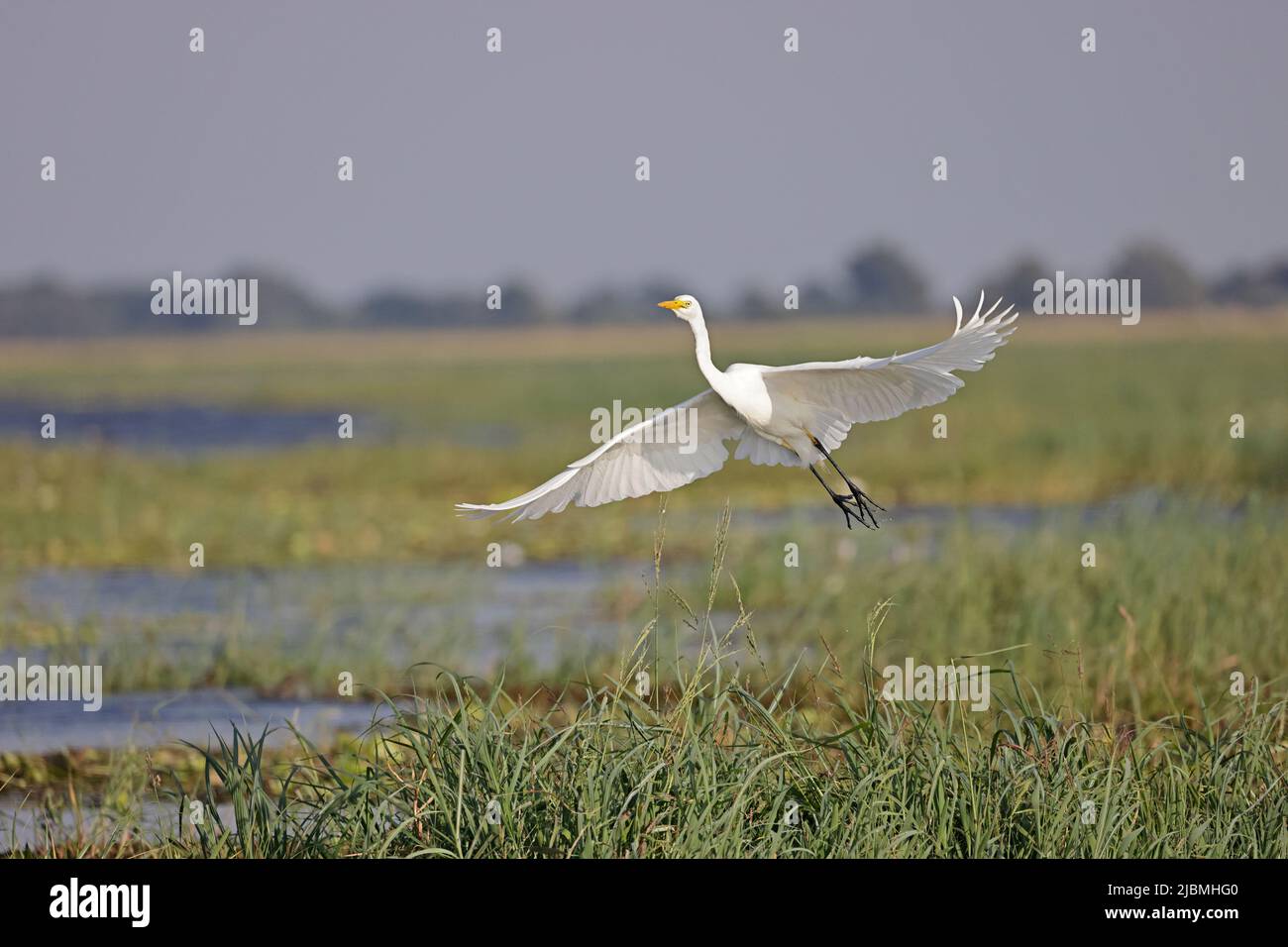 Le grand Egret prend le bord de la rivière Chobe Botswana Banque D'Images