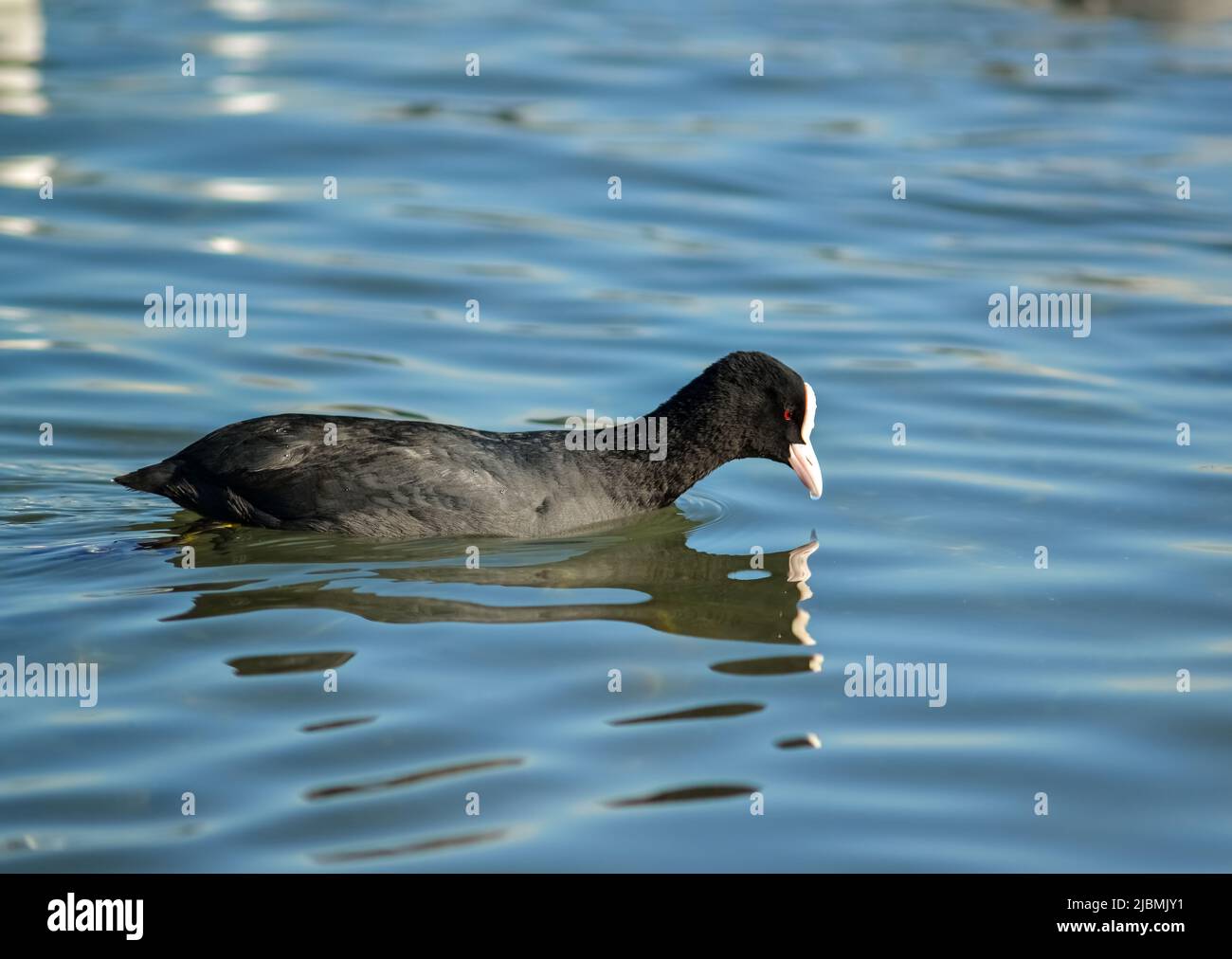Le coot eurasien (Fulica atra), également connu sous le nom de coot. Les oiseaux de l'Ukraine. Banque D'Images