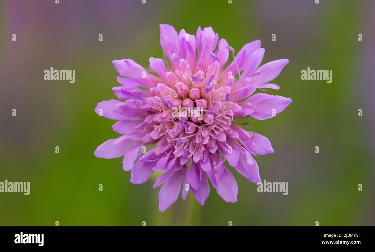 Fleur de maïs sauvage rose sur fond vert gros plan, mise au point sélective. Banque D'Images