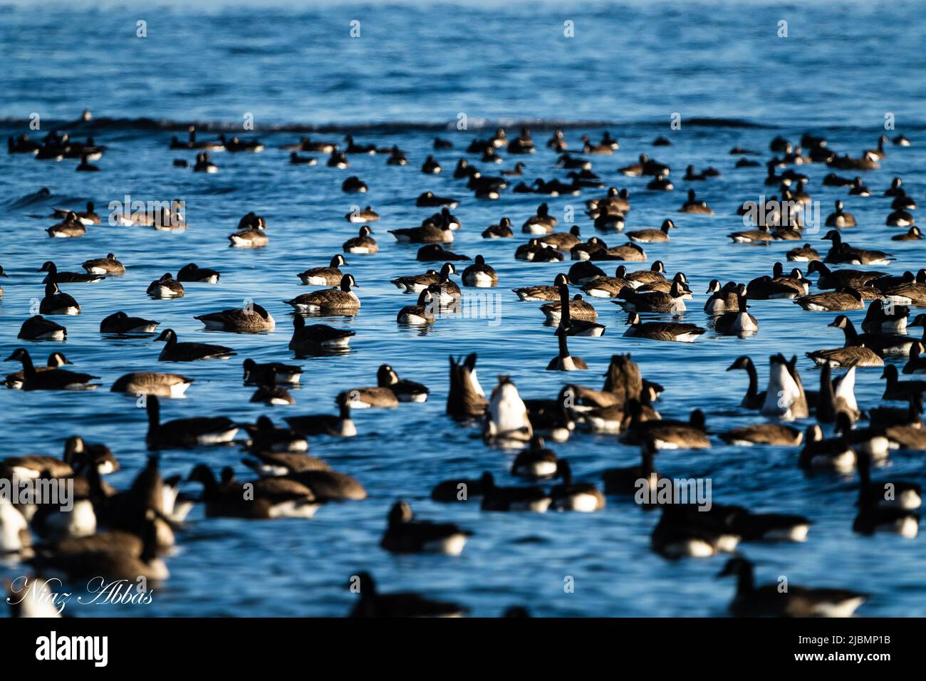 Un troupeau de Bernaches du Canada dans la belle lumière du soleil dans l'eau du lac Banque D'Images