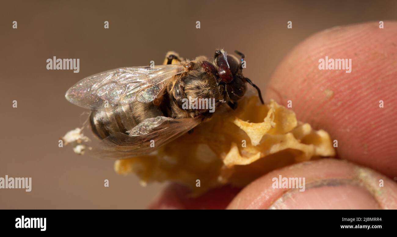 L'abeille est affectée par l'acarien varroa et un morceau de cire d'abeille dans la main du apiculteur. Le Varroa acarien cause de graves dommages aux colonies d'abeilles et aux apiaries. Banque D'Images