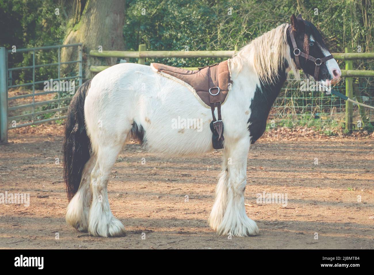 Profil du cheval de traction de l'épi de gitan piébald Banque D'Images