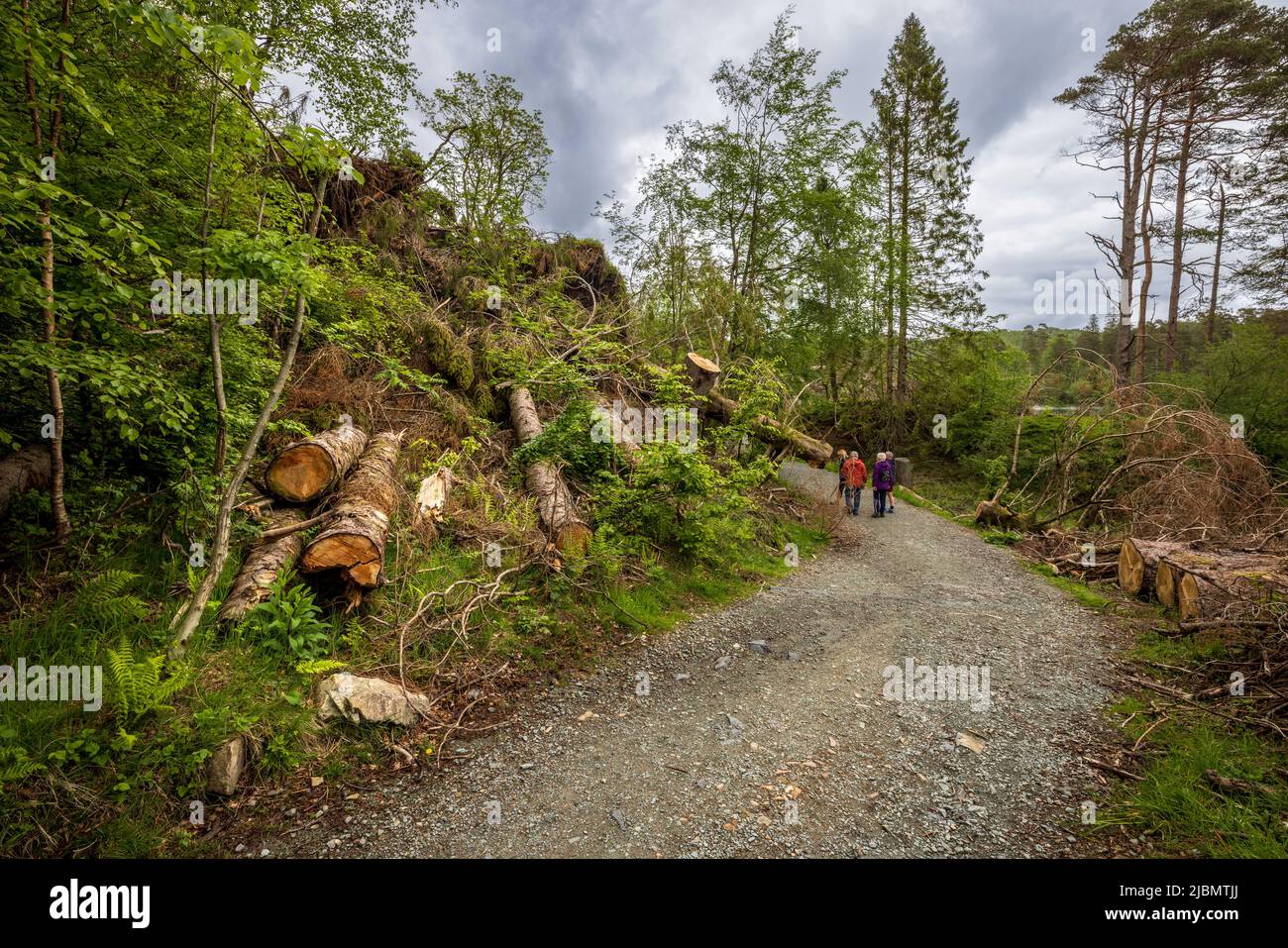 Arbres tombés causés par la tempête Arwen sur le chemin circulaire autour de Tarn Hows en octobre 2021, Lake District, Angleterre Banque D'Images