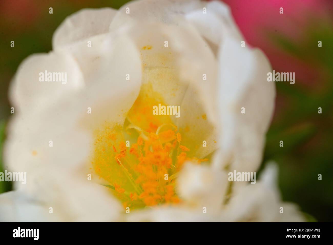 Image de gros plan de la rose de la mousse blanche (Portulaca) montrant le centre de la zostères constitué d'étamines avec du pollen. Banque D'Images