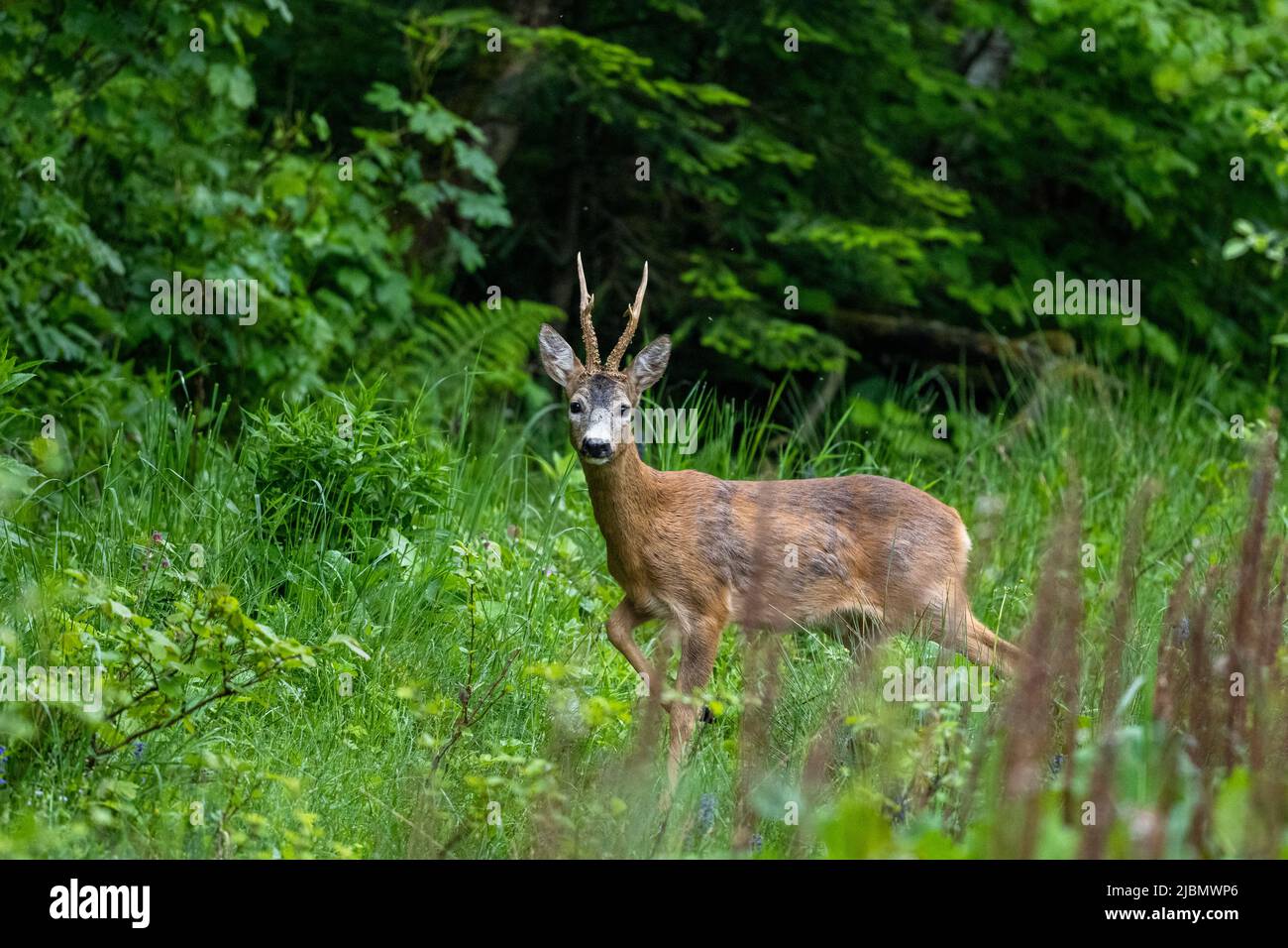 ROE Deer Buck, Capranolus capranolus, dans un pré. Banque D'Images