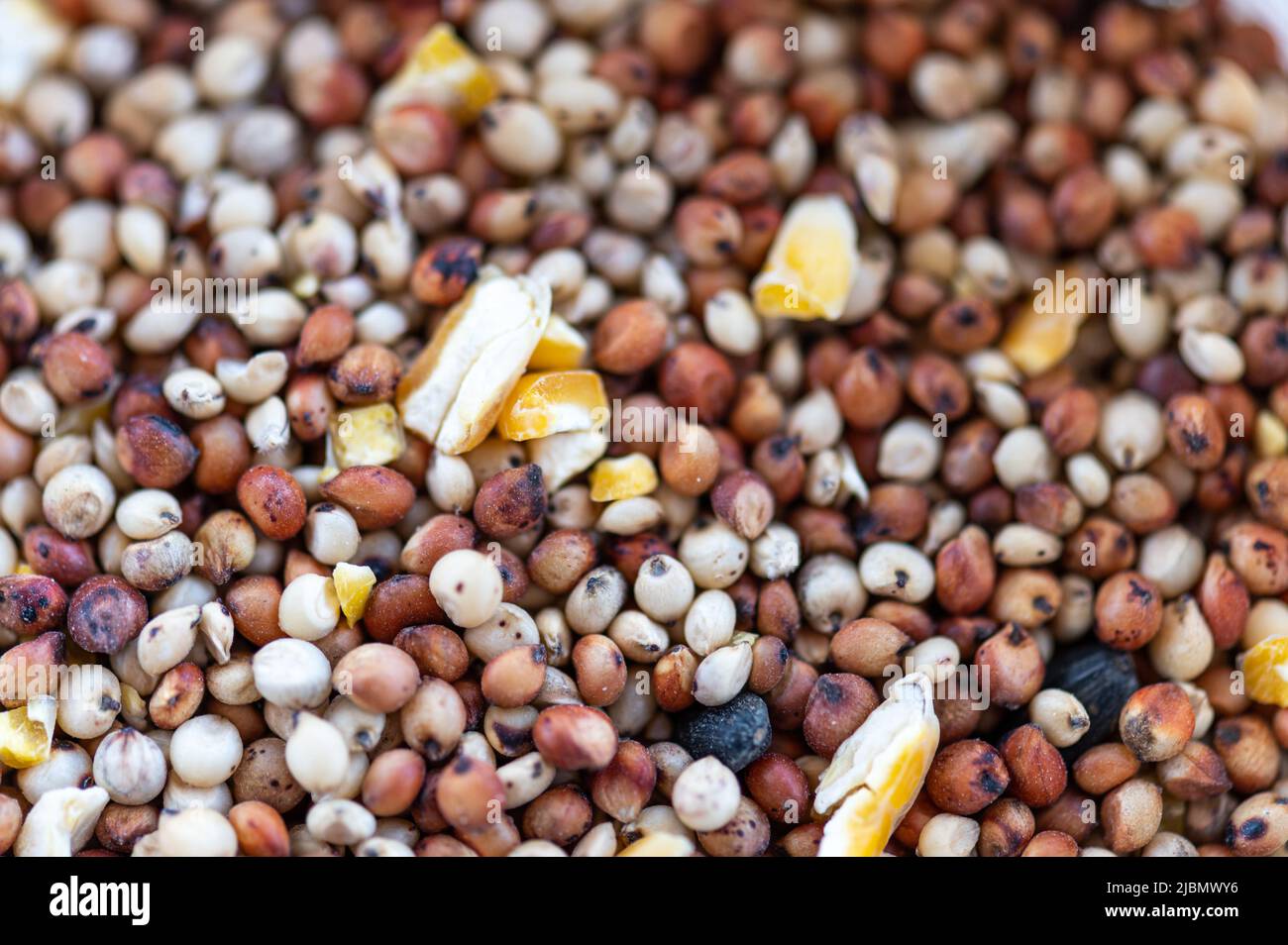 Mélange de nourriture pour les oiseaux pour les petits oiseaux, vue du dessus Banque D'Images
