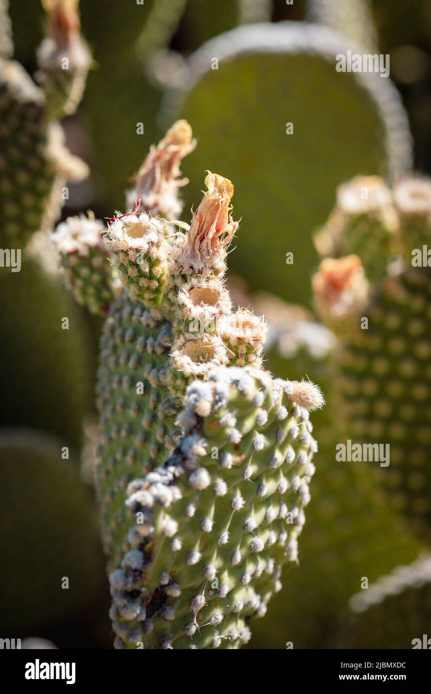 Fleur de printemps poussant sur le cactus de la beavertail dans le désert de l'Arizona Banque D'Images