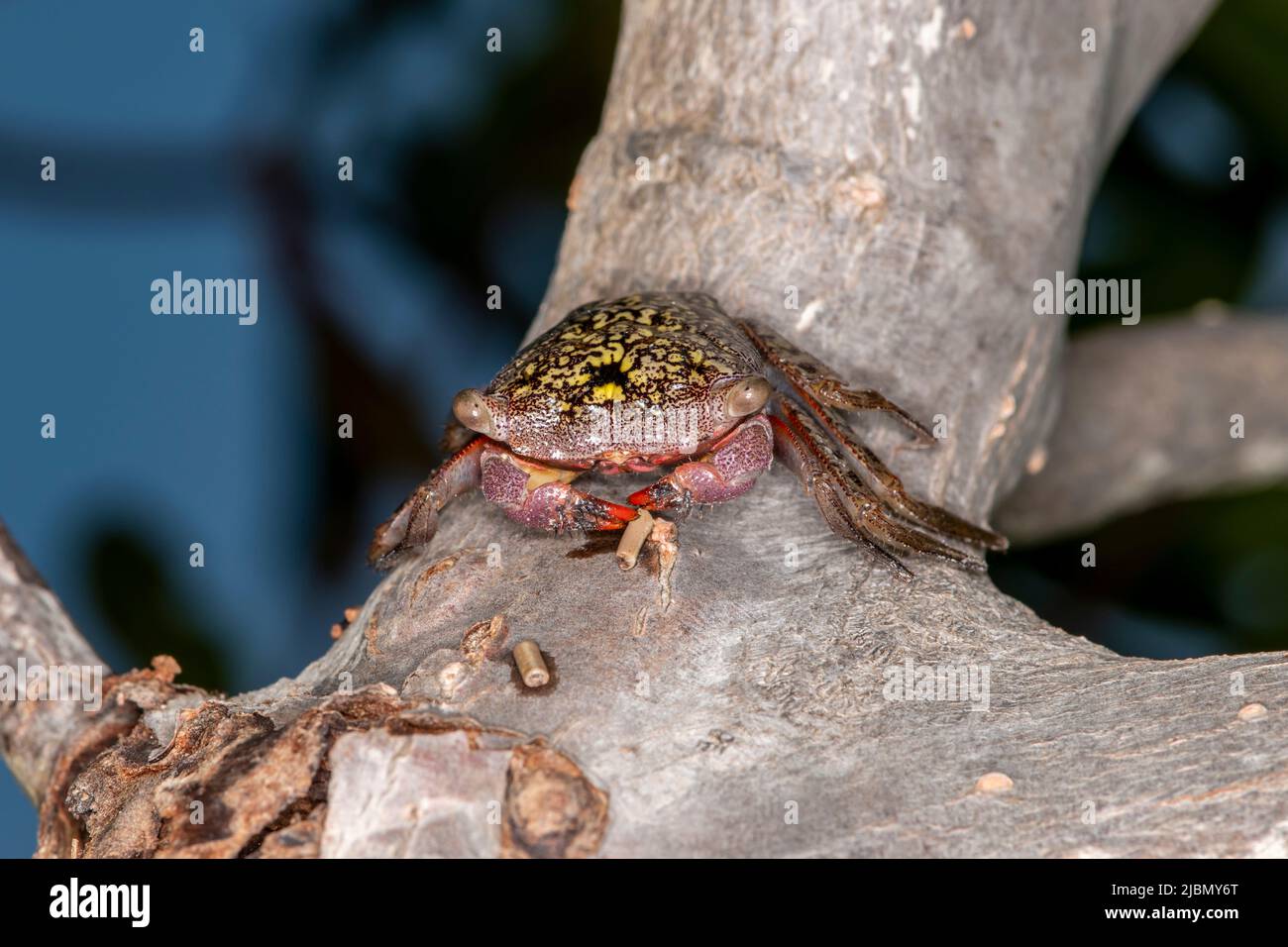 Islamorada, Floride dans les clés. Le crabe des mangroves (Aratus pitonii) est un charoteur et prédateur de petits invertébrés et de certains protistes. Banque D'Images