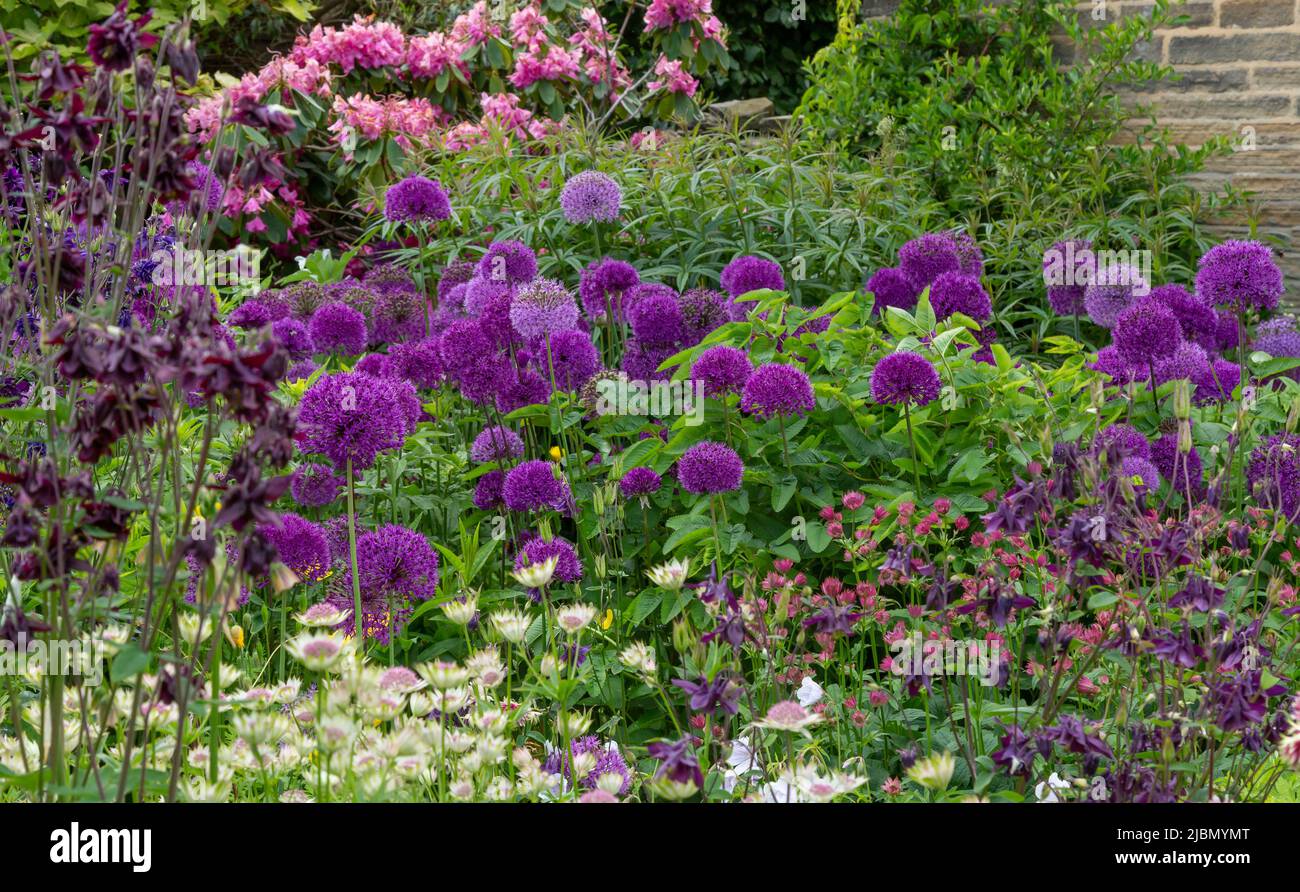 Programme de plantation violet et rose. Alliums. Astrantia. Aquilegia. Banque D'Images