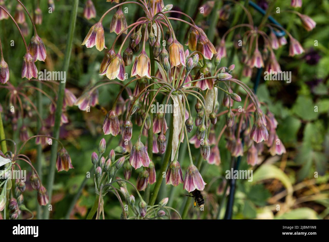 Allium siculum. Miel d'ail sicilien. Banque D'Images